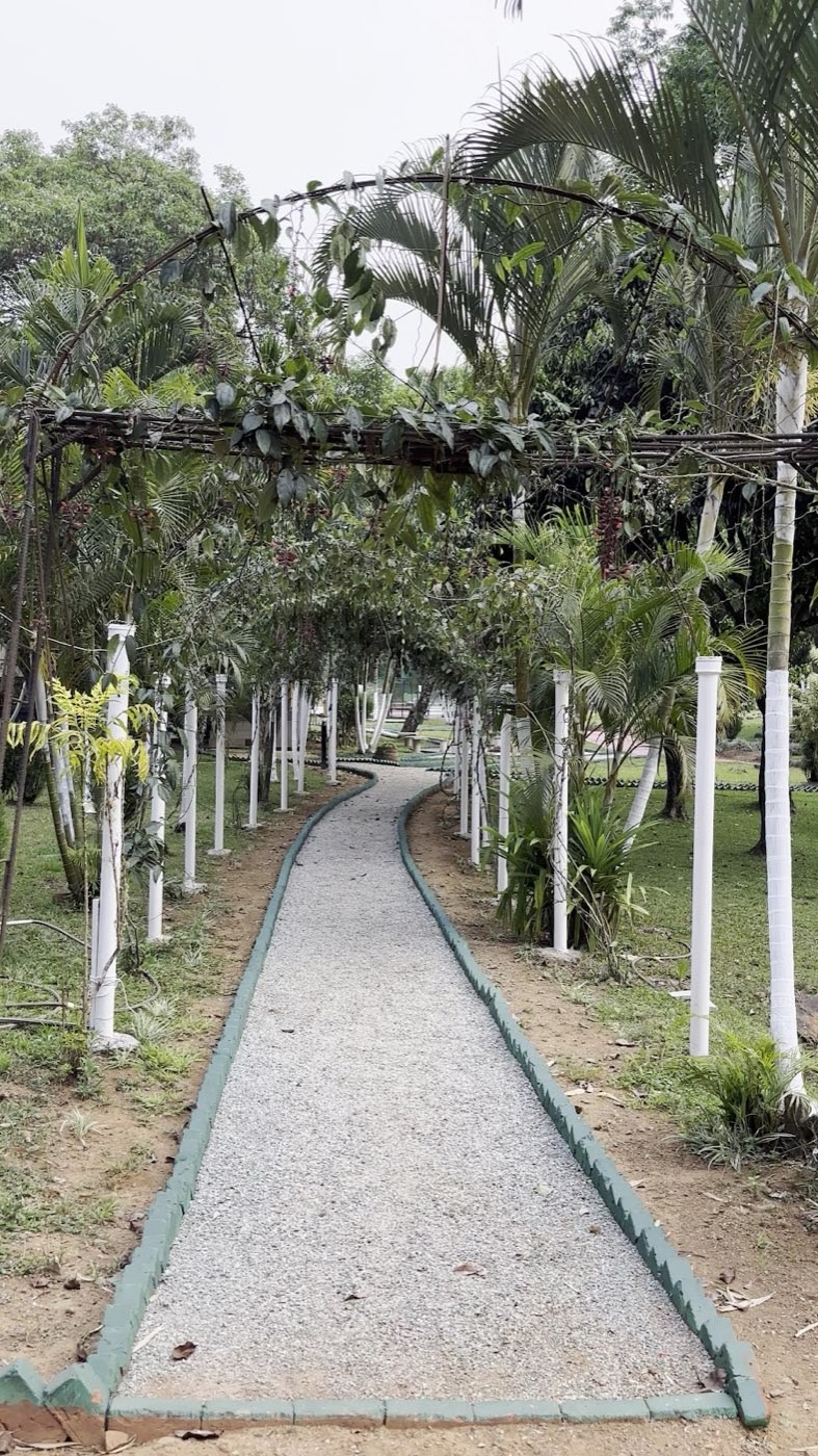 Garden walkway under a green arbor