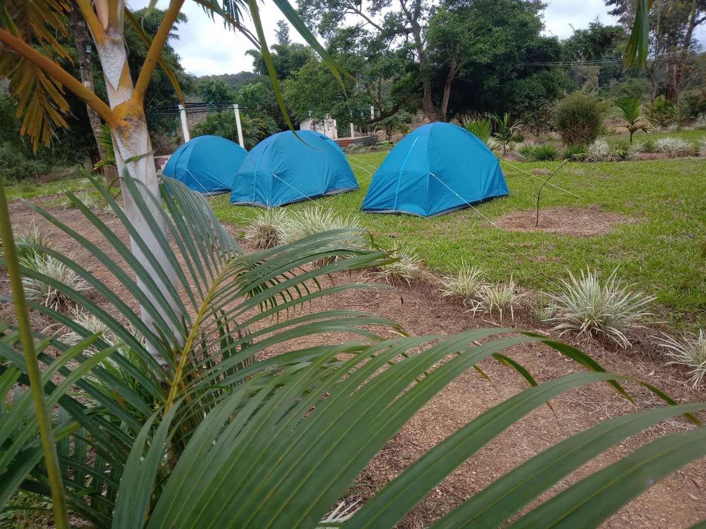 Tents pitched on the lawn