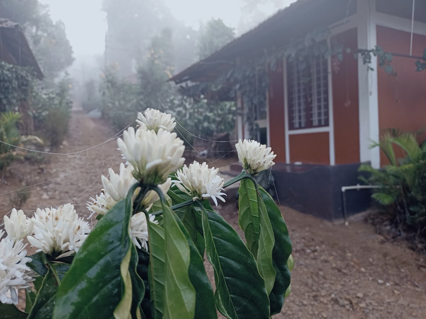 White coffee blossoms in the mist beside a cottage