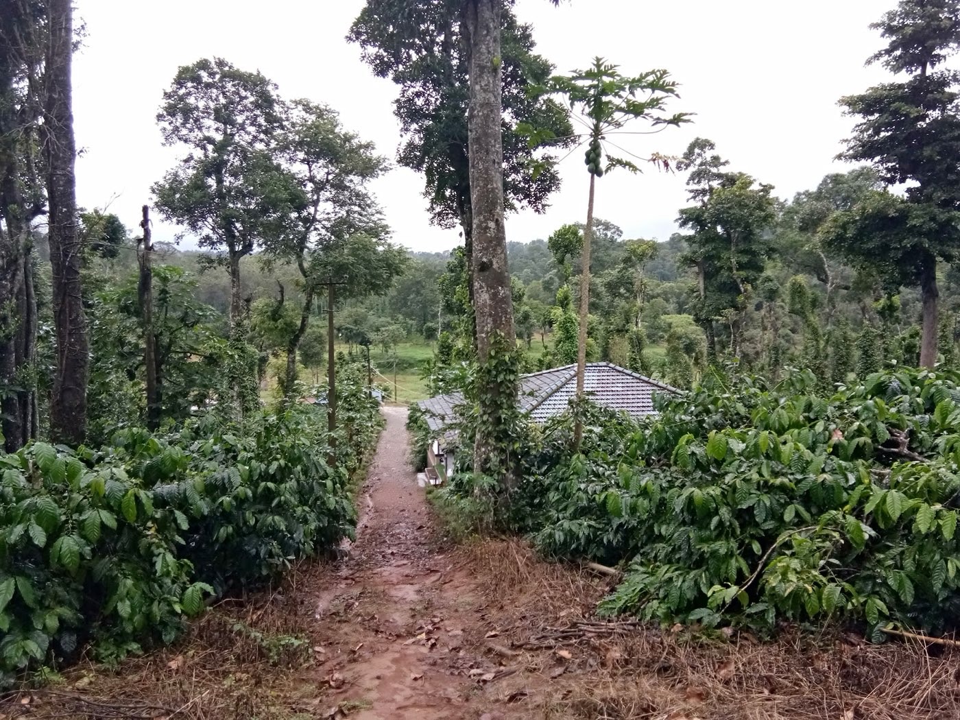 Path through the coffee plantation at the retreat