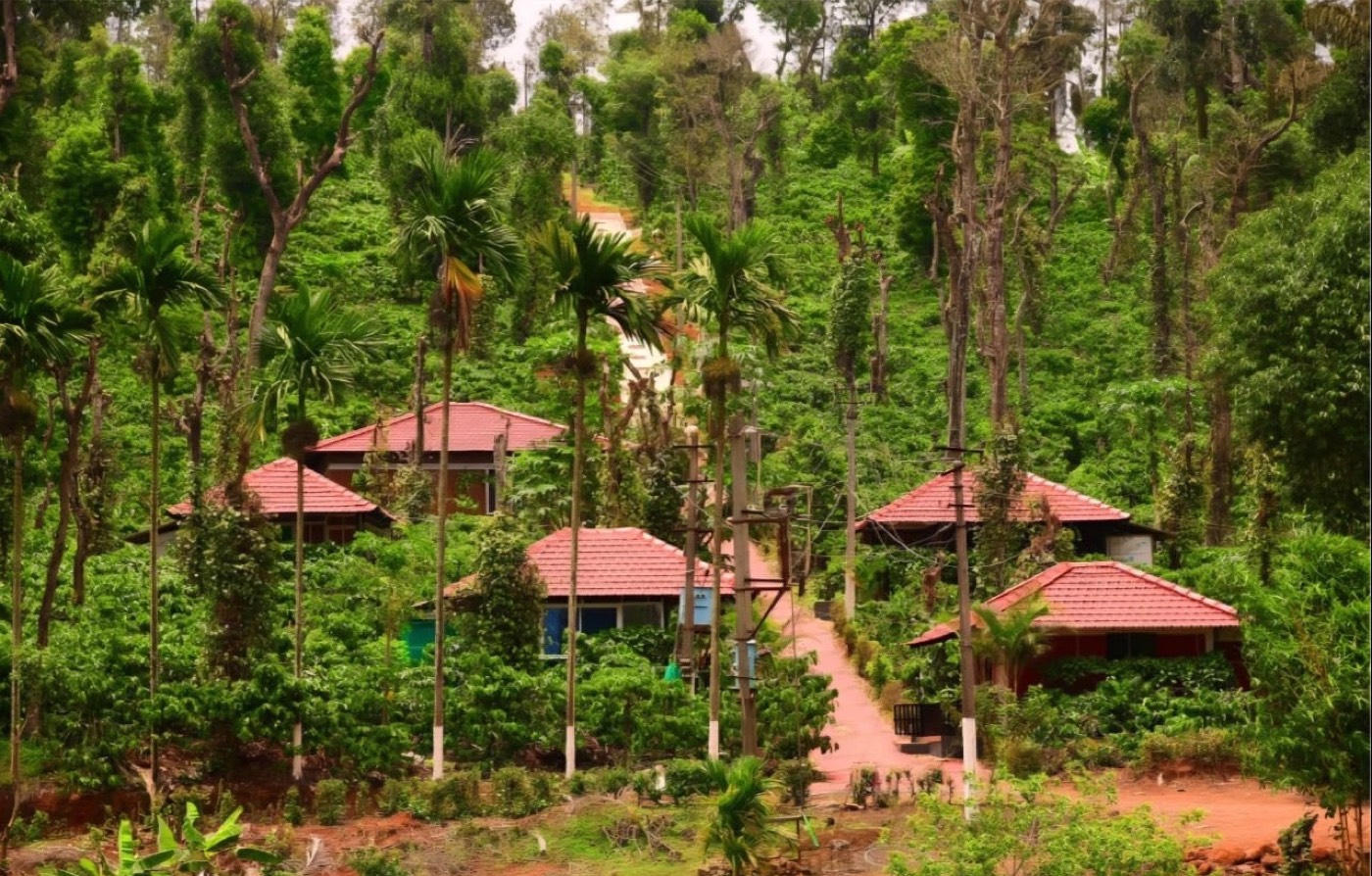 Red-roofed cottages among coffee plants and areca palms on the hillside at Twin River Retreat, Coorg
