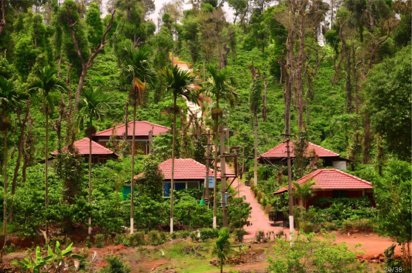 Red-roofed cottages on the coffee hillside