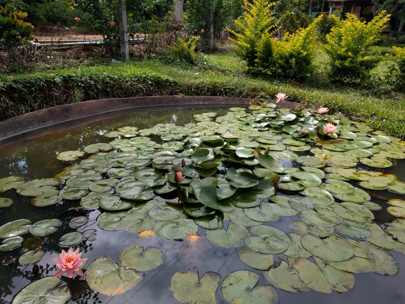 Lily pond with pink water lilies